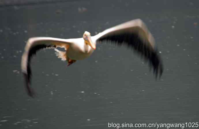 雨前、雾中拍水禽（十月十日杂片纪实）