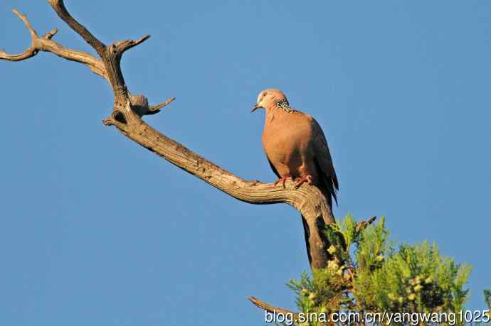 珠颈斑鸠(随拍) 珠颈斑鸠(随拍)