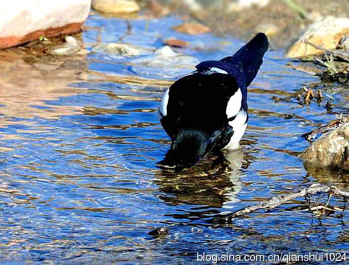 越洗越喜,一只可爱的小喜鹊