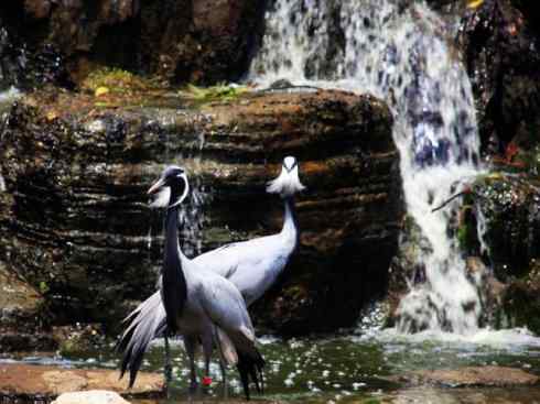 自然奇观：动物大迁徙(鹤类)