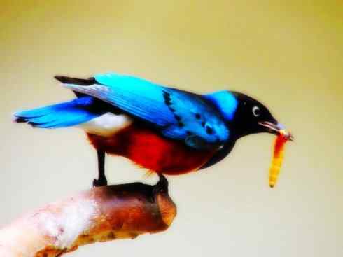 美丽无罪：雀鸟之辉椋鸟