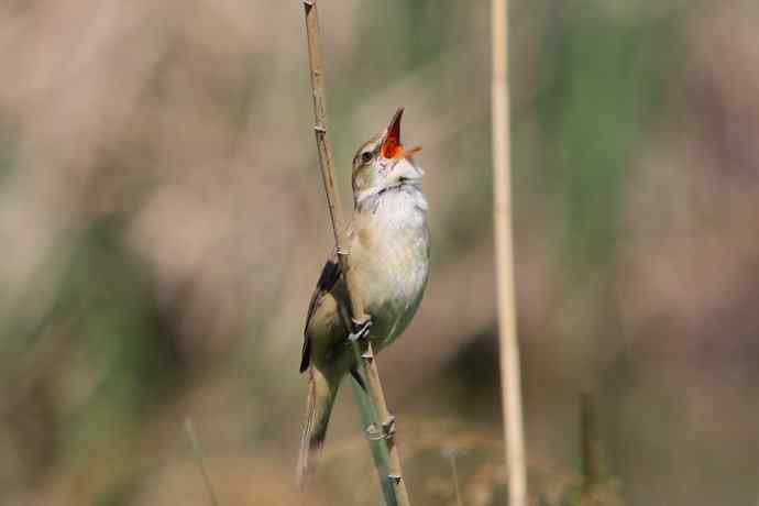东方大苇莺 东方大苇莺