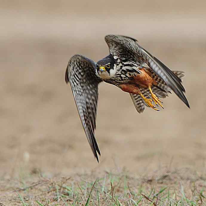 狂野周末鈥斺斆颓萜ㄅ级舭妫