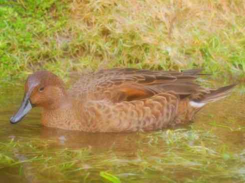 欣赏:美丽的钻水鸭5 欣赏:美丽的钻水鸭5