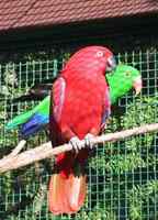 鹦鹉大全——柯内利亚折衷鹦鹉