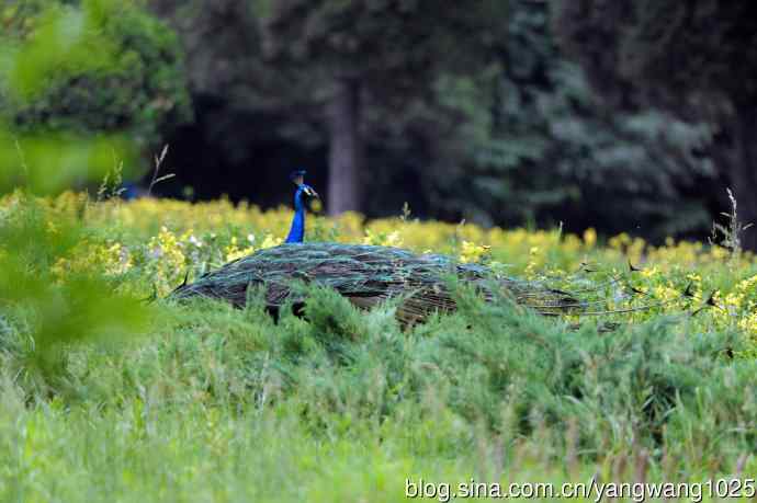 蓝孔雀（开屏）续