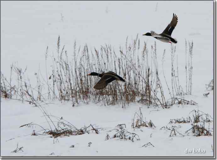 白河峡谷 鸟的乐园