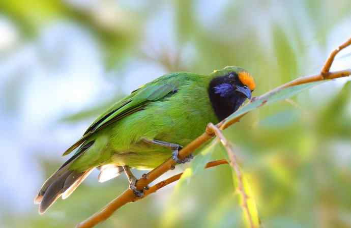 不知细叶谁来扮 wbr金额叶鹎似柳条