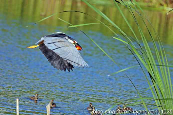 捕鱼的夜鹭（2）