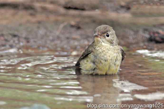 雌性白眉姬鹟（18）