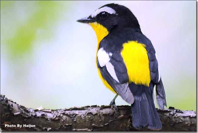  点击图片或使用键盘← →翻页